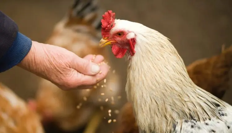 Plano de Saúde Empresarial Bradesco para avicultura e granjas — proteção para colaboradores do setor avícola