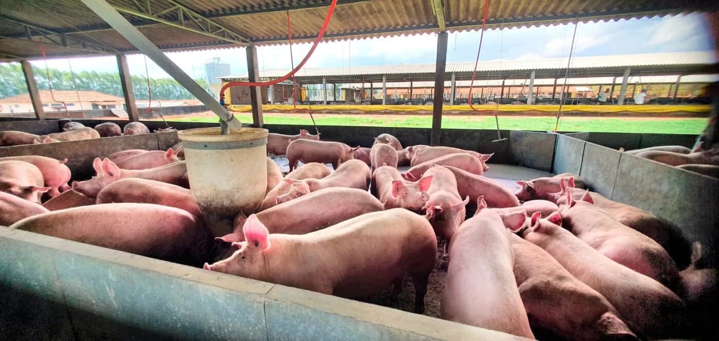 Plano de Saúde Empresarial Bradesco para granjas de suínos — cobertura para o setor de suinocultura