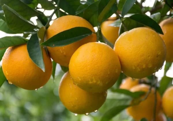 Plano de Saúde Empresarial Bradesco para produtores de laranja e frutas cítricas — cobertura para citricultores